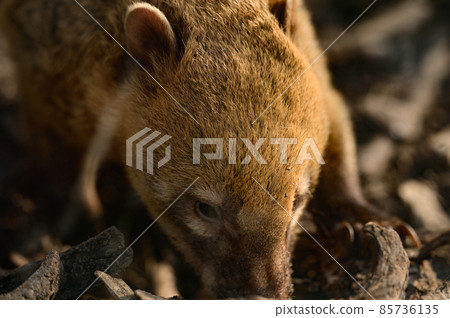 Nasua is a genus of carnivorous mammals in the raccoon family Procyonidae. Nasua is a genus of carnivorous mammals in the raccoon family Procyonidae. 85736135