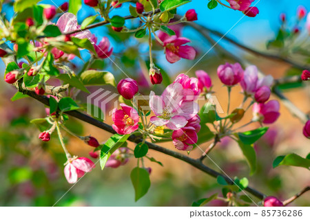 scarlet, pink, spring buds of tree flowers, apple trees, blossomed on branches scarlet, pink, spring buds of tree flowers, apple trees, blossomed on branches 85736286
