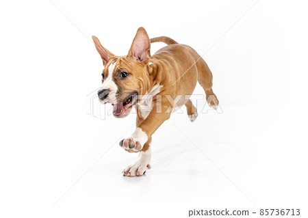 Studio shot of American Staffordshire Terrier running isolated over white background. Concept of beauty, breed, pets, animal life. 85736713