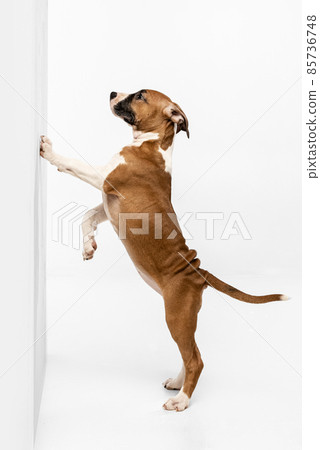 Young American Staffordshire Terrier standing near wall isolated over white studio background. Concept of beauty, breed, pets, animal life. Young American Staffordshire Terrier standing near wall isolated over white studio background. Concept of beauty, breed, pets, animal life. 85736748