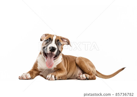 Young American Staffordshire Terrier lying on floor isolated over white studio background. Concept of beauty, breed, pets, animal life. Young American Staffordshire Terrier lying on floor isolated over white studio background. Concept of beauty, breed, pets, animal life. 85736782