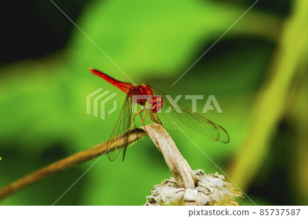 Red dragonfly on dried flower,Rhodothemis rufa medium size dragonfly Found on islands in calm waters with vegetation. 85737587