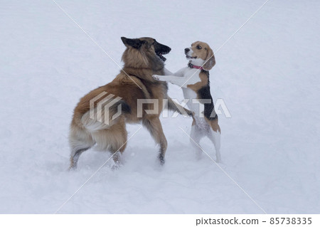 English beagle puppy and belgian sheepdog tervuren English beagle puppy and belgian sheepdog tervuren 85738335