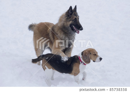 English beagle puppy, belgian sheepdog tervuren. English beagle puppy, belgian sheepdog tervuren. 85738338