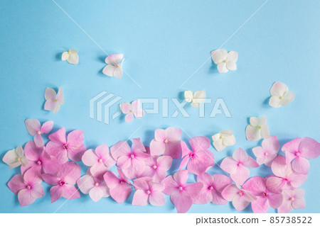 Pattern from flowers of pink hydrangea on a blue background. Flat lay Pattern from flowers of pink hydrangea on a blue background. Flat lay 85738522