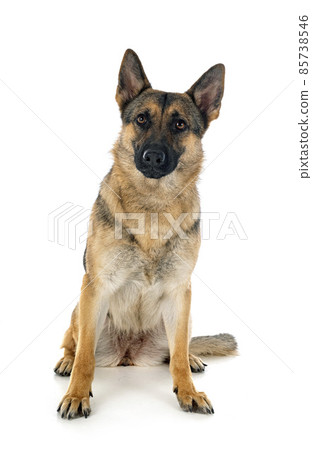 gray german shepherd 85738546