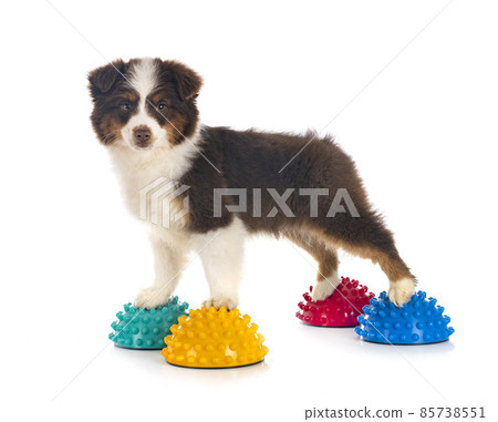 Miniature American Shepherd 85738551