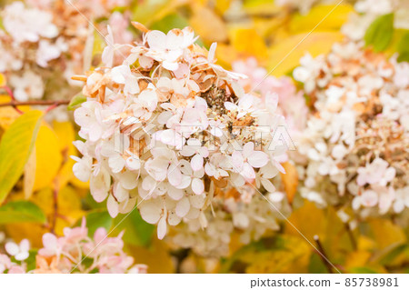 Pink hydrangea flowers in a beautiful autumn park. 85738981