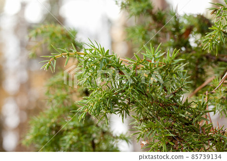 Green coniferous branch with drops of water close-up. Green coniferous branch with drops of water close-up. 85739134