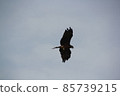 Black kite on the beach in summer 85739215