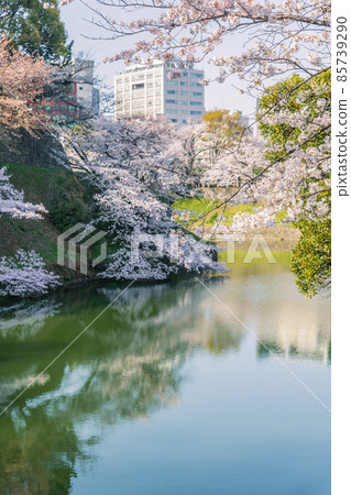 [Full bloom, Yoshino cherry tree and building in Chidorigafuchi] 85739290