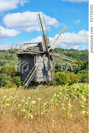 A field with ripening sunflowers against the background of an old wooden windmill and a rural antique summer landscape in a slight blur. 85739505