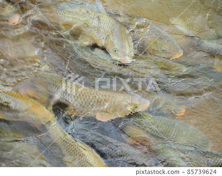 Many carp climbing the Mikasa River, Tonokoga, Dazaifu City, Fukuoka Prefecture Many carp climbing the Mikasa River, Tonokoga, Dazaifu City, Fukuoka Prefecture 85739624