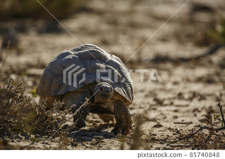 Leopard tortoise in Kgalagadi transfrontier park, South Africa Leopard tortoise in Kgalagadi transfrontier park, South Africa 85740848