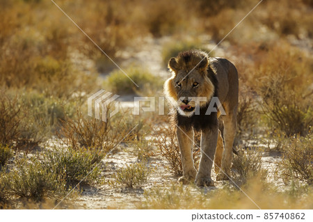 African lion in Kgalagadi transfrontier park, South Africa 85740862