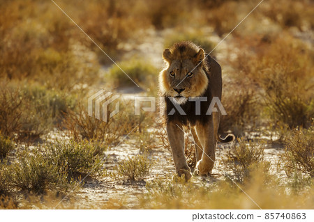 African lion in Kgalagadi transfrontier park, South Africa 85740863