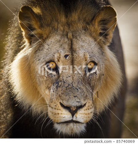 African lion in Kgalagadi transfrontier park, South Africa African lion in Kgalagadi transfrontier park, South Africa 85740869