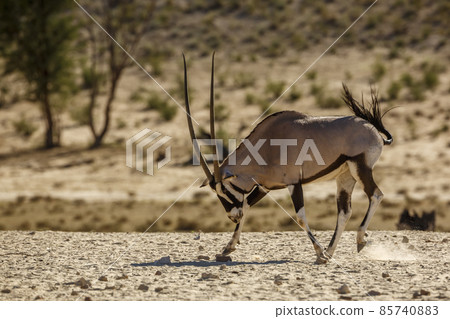 South African Oryx in Kgalagadi transfrontier park, South Africa 85740883
