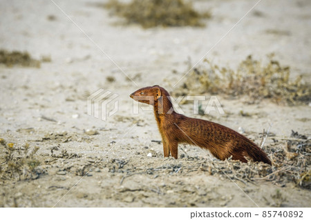 Slender mongoose in Kgalagadi transfrontier park, South Africa 85740892