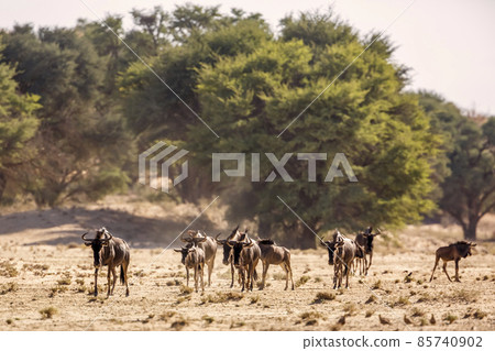 Blue wildebeest in Kgalagadi transfrontier park, South Africa Blue wildebeest in Kgalagadi transfrontier park, South Africa 85740902
