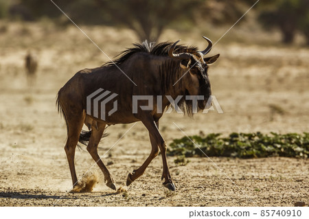 Blue wildebeest in Kgalagadi transfrontier park, South Africa Blue wildebeest in Kgalagadi transfrontier park, South Africa 85740910