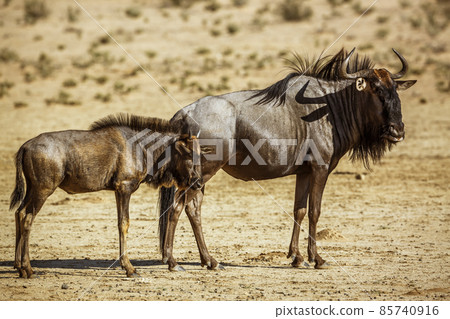 Blue wildebeest in Kgalagadi transfrontier park, South Africa Blue wildebeest in Kgalagadi transfrontier park, South Africa 85740916