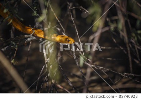Cape cobra in Kgalagadi transfrontier park, South Africa Cape cobra in Kgalagadi transfrontier park, South Africa 85740928