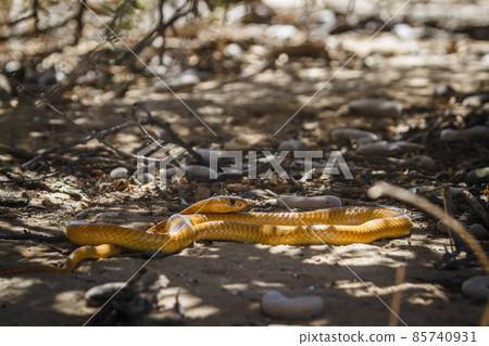 Cape cobra in Kgalagadi transfrontier park, South Africa Cape cobra in Kgalagadi transfrontier park, South Africa 85740931