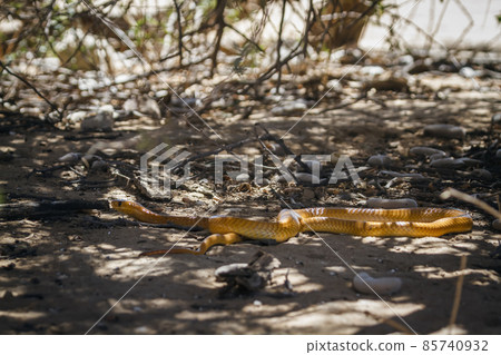 Cape cobra in Kgalagadi transfrontier park, South Africa Cape cobra in Kgalagadi transfrontier park, South Africa 85740932