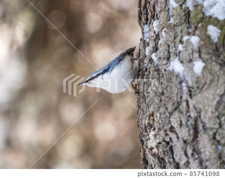 Eurasian nuthatch or wood nuthatch, lat. Sitta europaea, sitting on a tree trunk with snow in winter 85741098