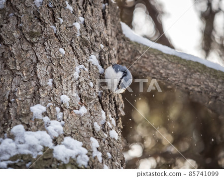 Eurasian nuthatch or wood nuthatch, lat. Sitta europaea, sitting on a tree trunk with snow in winter 85741099