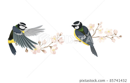 Small tit bird and blooming tree branch set. Symbol of spring cartoon vector illustration Small tit bird and blooming tree branch set. Symbol of spring cartoon vector illustration 85741432