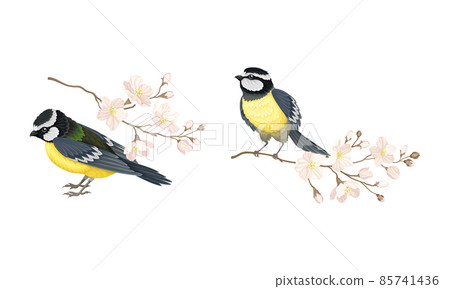 Titmouse with blooming tree branch set cartoon vector illustration Titmouse with blooming tree branch set cartoon vector illustration 85741436
