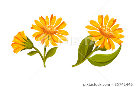 Set of yellow flowers of Jerusalem artichoke. Blooming flowers of sunroot, sunchoke or topinambour cartoon vector illustration Set of yellow flowers of Jerusalem artichoke. Blooming flowers of sunroot, sunchoke or topinambour cartoon vector illustration 85741446