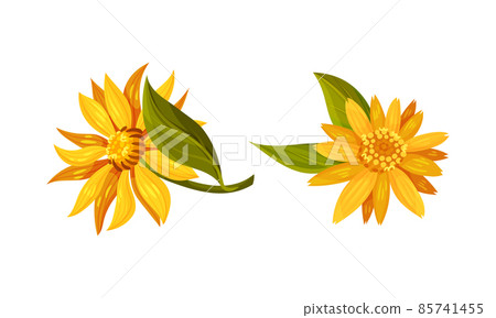 Jerusalem artichoke flowers. Yellow blooming flowers of sunroot, sunchoke or topinambour cartoon vector illustration Jerusalem artichoke flowers. Yellow blooming flowers of sunroot, sunchoke or topinambour cartoon vector illustration 85741455