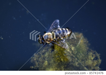 A dead bee swims in a swamp with mud 85741476
