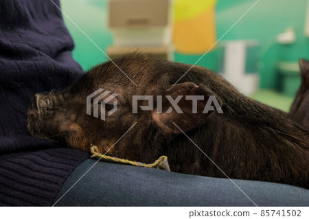 A mini pig taking a nap on a woman's leg Pig taking a nap 85741502
