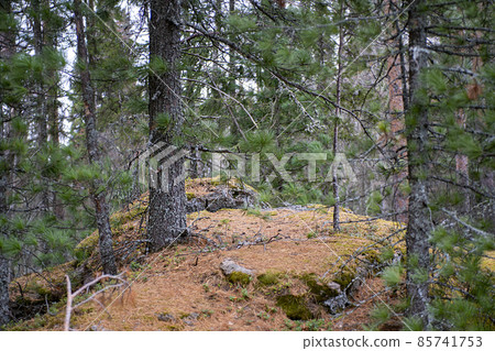 A hill in a pine forest in early autumn. A hill in a pine forest in early autumn. 85741753