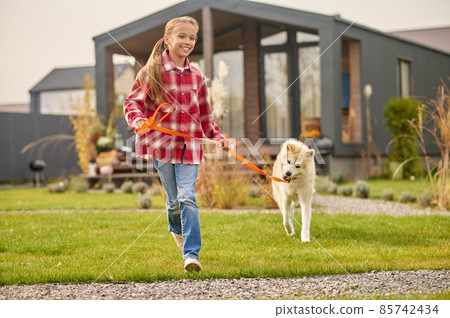 Girl running with shiba inu dog on leash on lawn 85742434