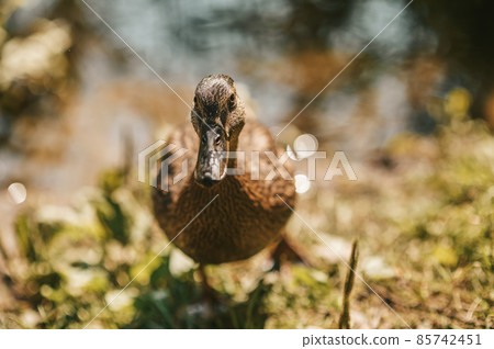 Close up picture of samll duck on the river bank 85742451