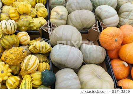 Colorful autumn, Halloween, Thanksgiving bumpy, wart, pumpkins. Shopping centre Colorful autumn, Halloween, Thanksgiving bumpy, wart, pumpkins. Shopping centre 85743209