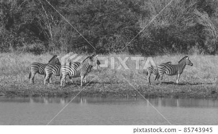 Herd of zebras in the African savannah 85743945