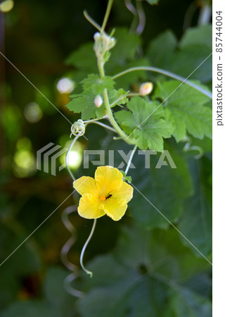 Blooming flowers 85744004