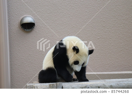 A landscape of a zoo with a giant panda kid doing something down on a wooden playset A landscape of a zoo with a giant panda kid doing something down on a wooden playset 85744268