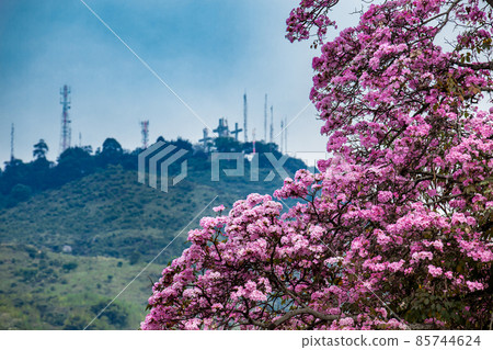 A beautiful blooming Guayacan in front of the iconic Hill of the Three Crosses, two symbols of the Cali city in Colombia 85744624