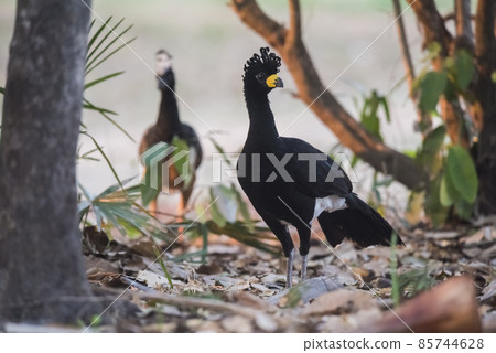 Bare faced Curassow, in a jungle environment, Pantanal Brazil Bare faced Curassow, in a jungle environment, Pantanal Brazil 85744628