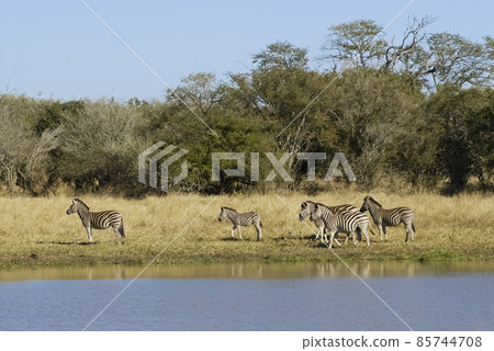 Herd of zebras in the African savannah 85744708