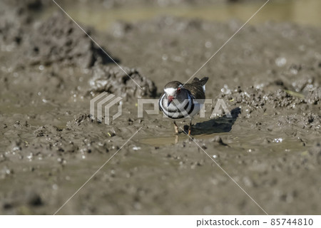 Three banded plover, Africa 85744810