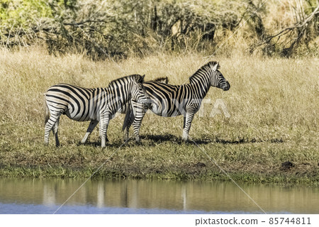 Herd of zebras in the African savannah 85744811
