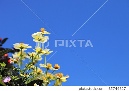冬季波斯菊花海和藍藍的天空 85744827